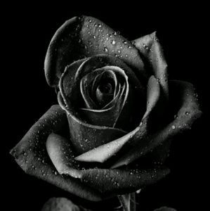 Meet your Posher, Cara